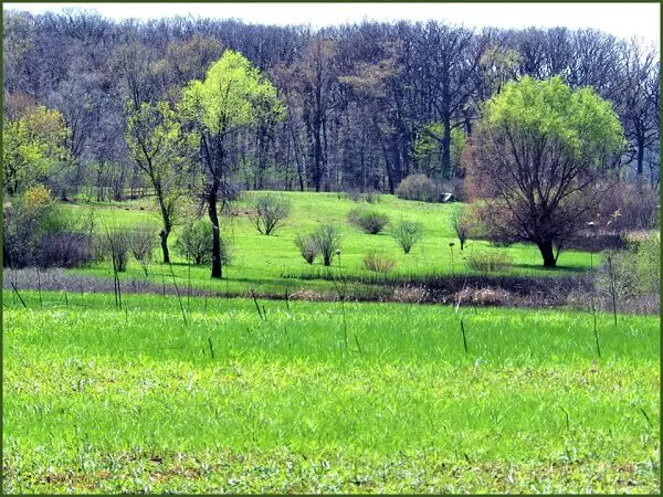 Space for an Edible Food Forest