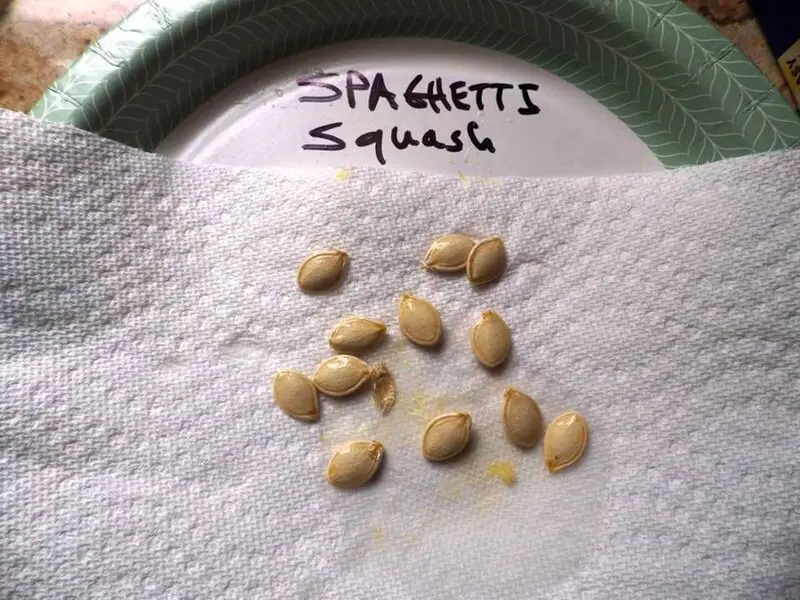 Spaghetti Squash Seeds on Paper Plate