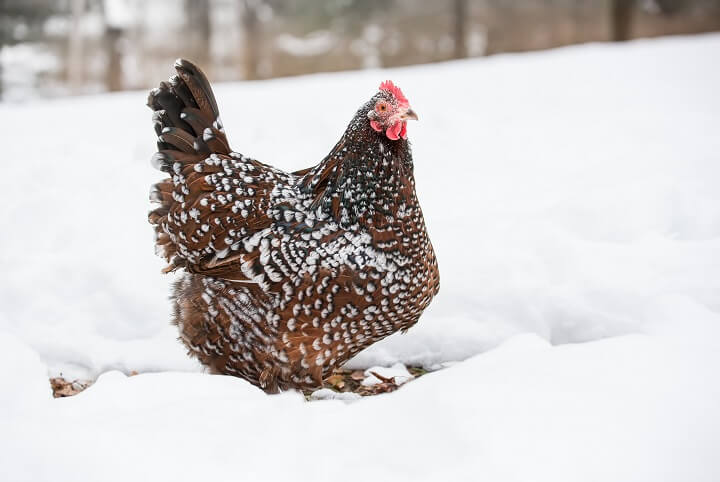 Speckled Sussex Hen