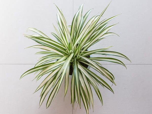 Spider Plant Hanging