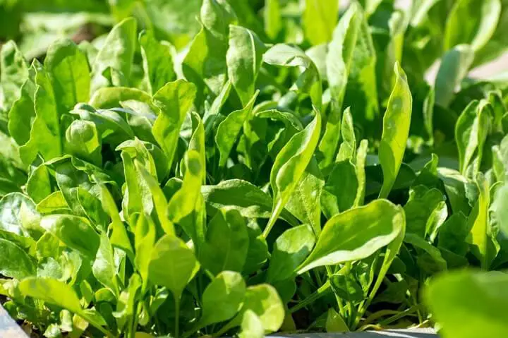 Spinach Plants