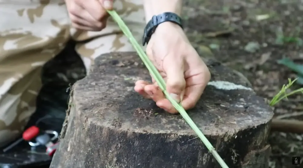 Split Them Lengthwise