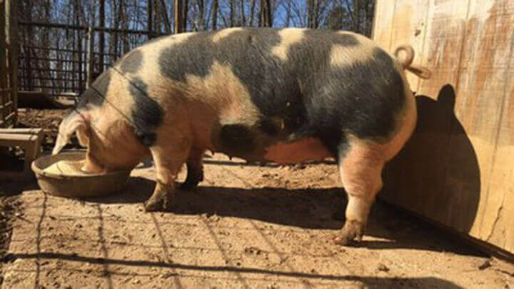 American Spotted Swine