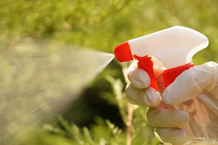 Spraying Weeds With Bottle