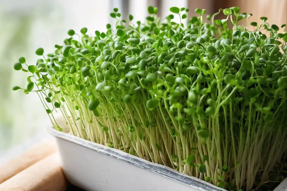 Sprouts in Container