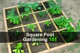 Square Foot Gardening 101