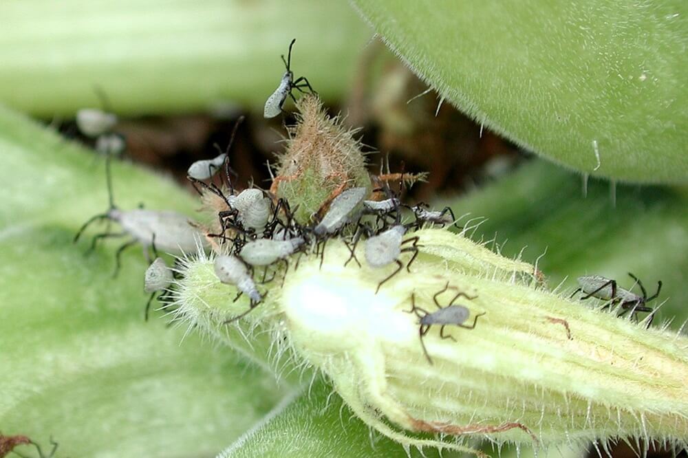 Squash Bugs on Leaf