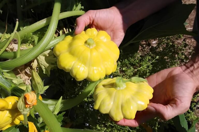 Growing Squash Vertically
