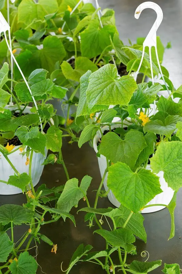 Squash Plants in Hanging Planters