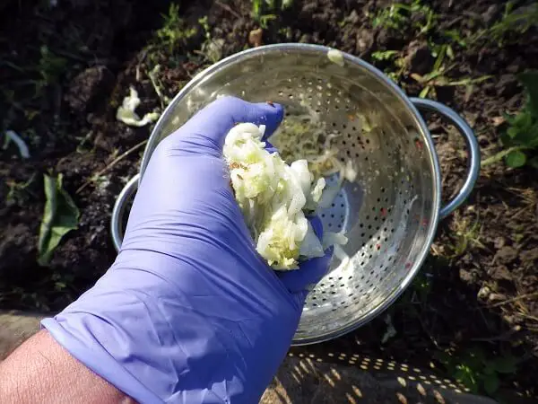 Squeezing Cabbage on the Way to Kimchi