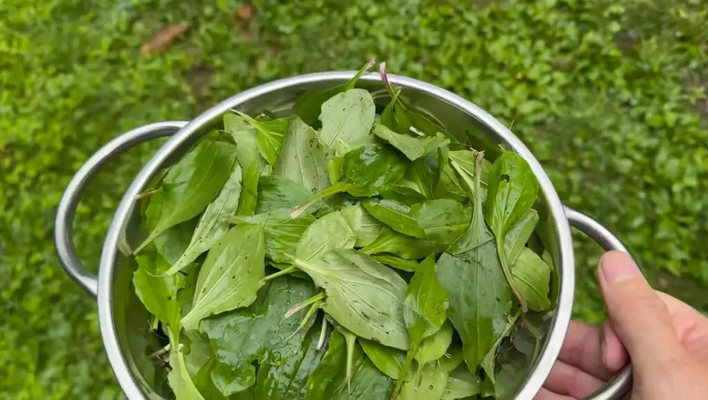 Harvest Plantain Leaves