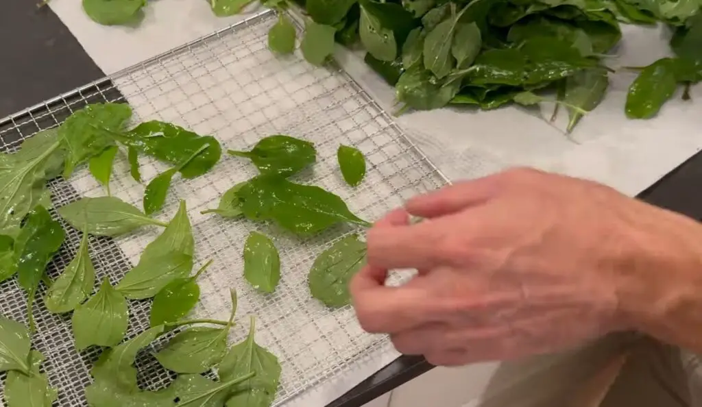 Clean and Dry the Leaves