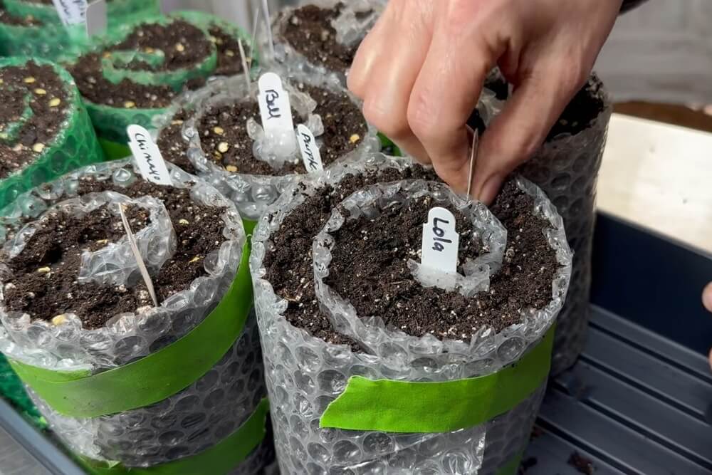 Step 5: Adding the Seeds