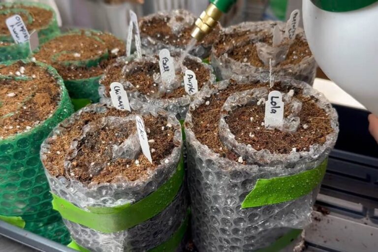 Snail Method The Seed Snail Method: Start More Seeds in Less Space
