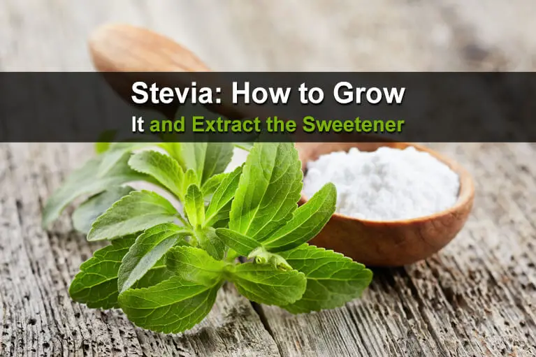 Stevia: How to Grow It and Extract the Sweetener