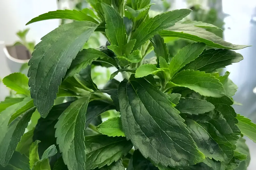 Stevia Leaves