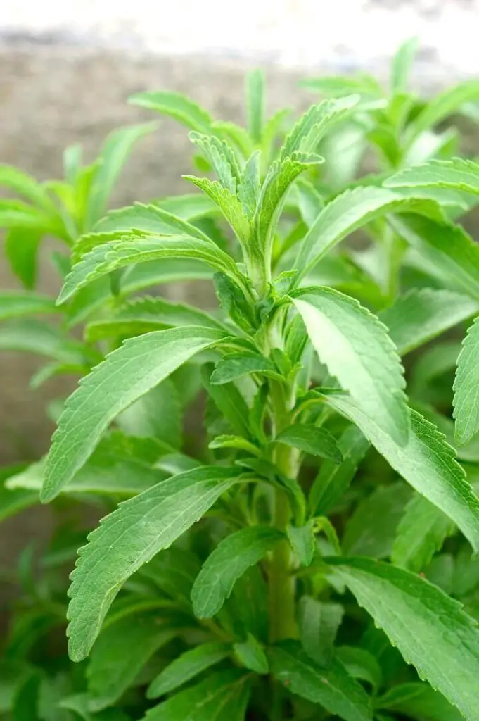 Stevia Plant Up Close