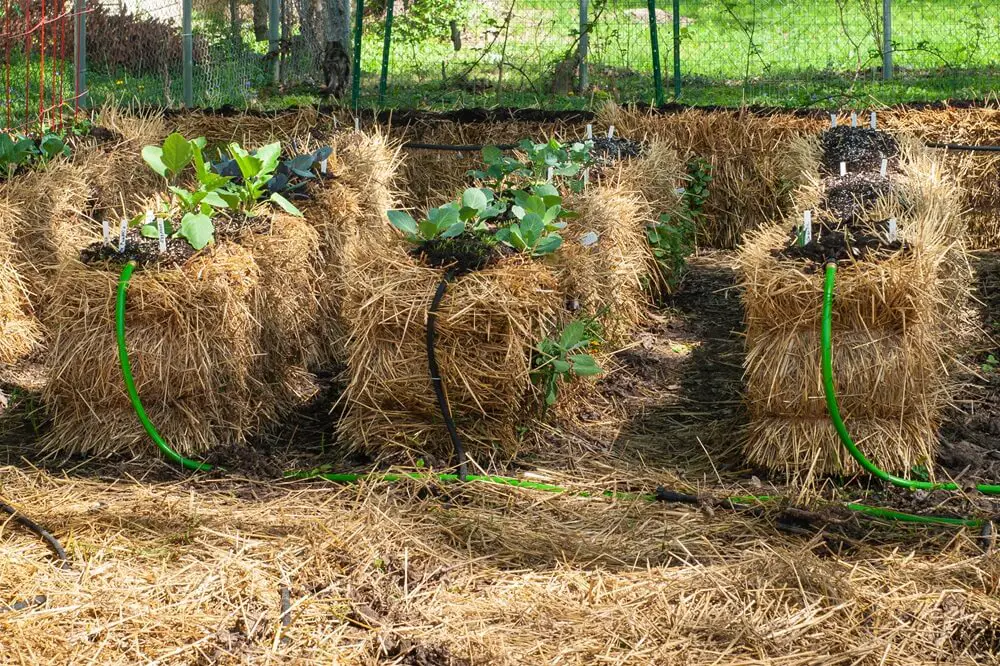 Straw Bale Garden