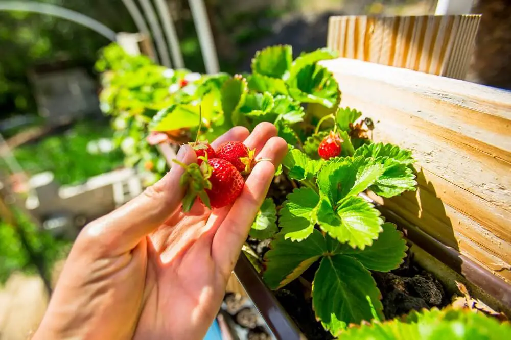 Strawberries Growing in Rain Gutter