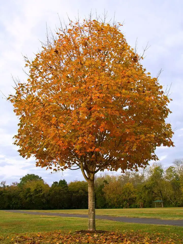 Sugar Maple Tree in Fall
