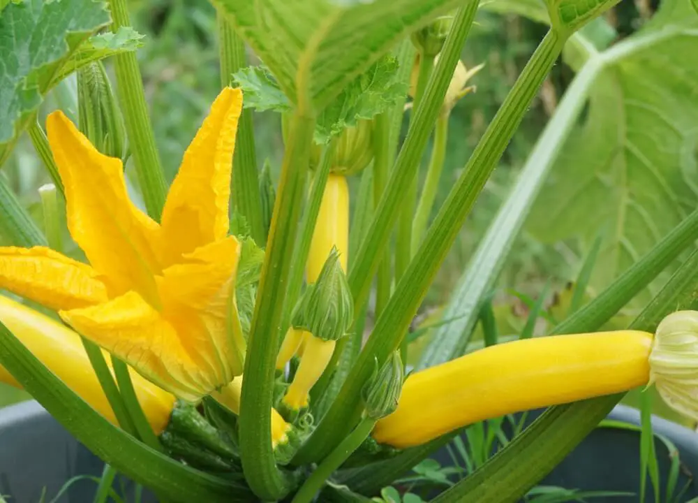Summer Squash