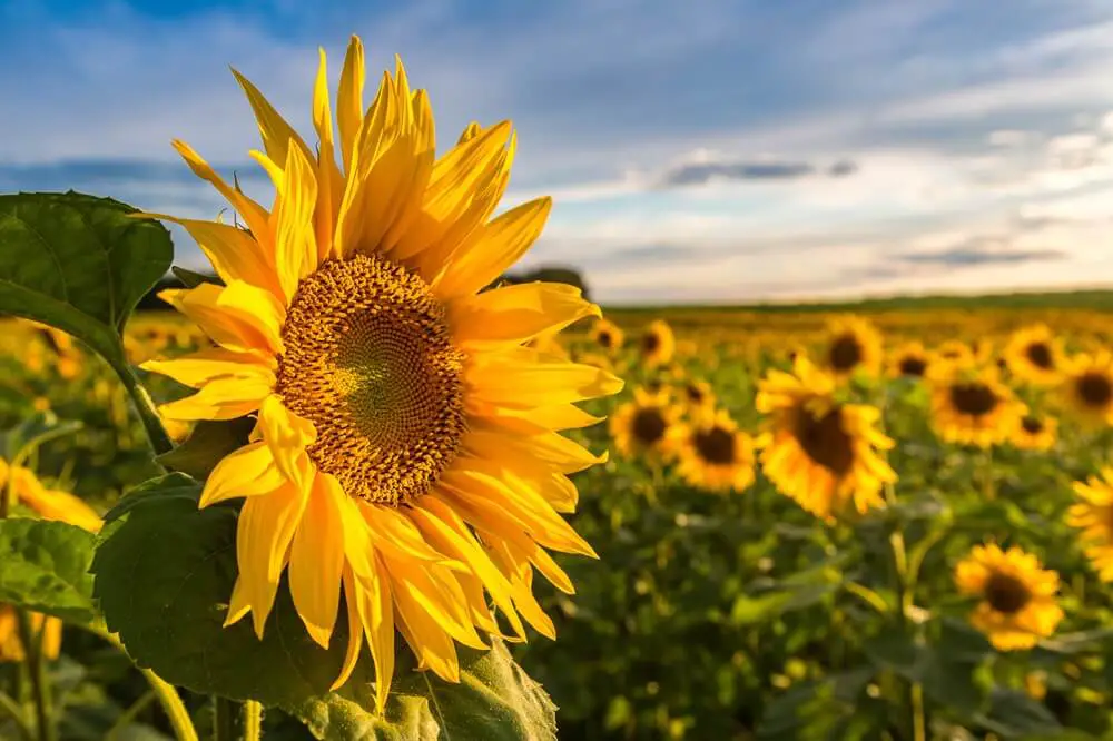 Sunflower Plants