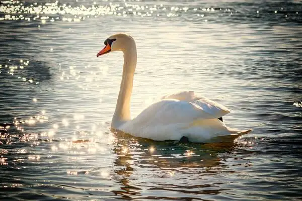 Swans