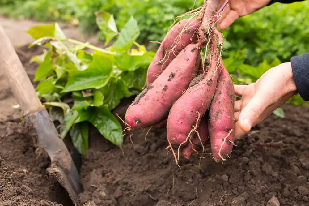 Sweet Potato Harvest