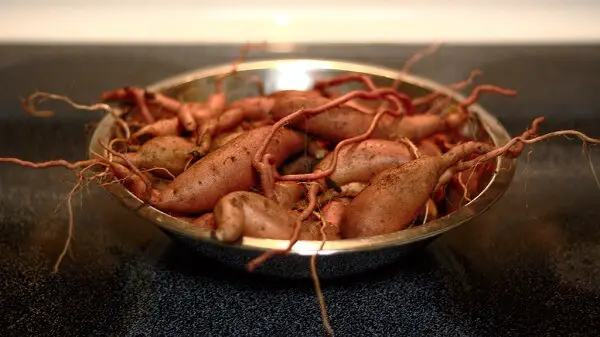 Sweet Potatoes in Metal Bowl