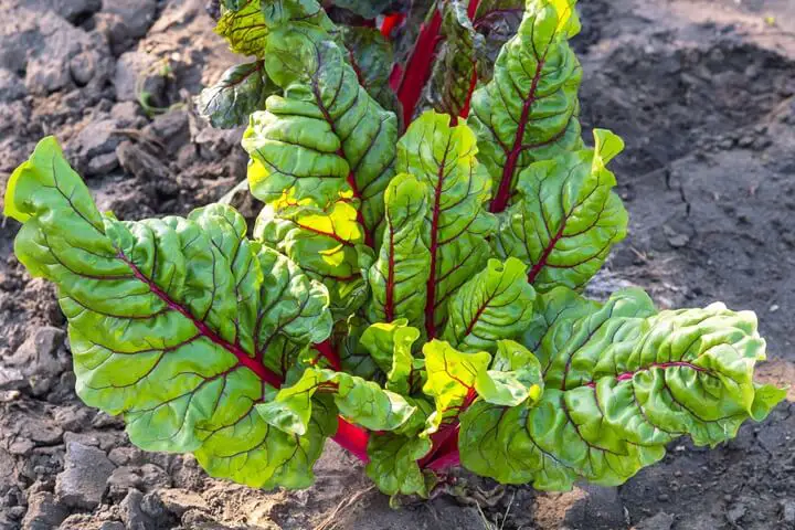 Swiss Chard Plant