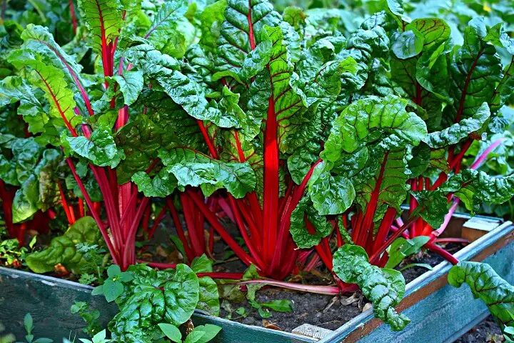 Swiss Chard Plant