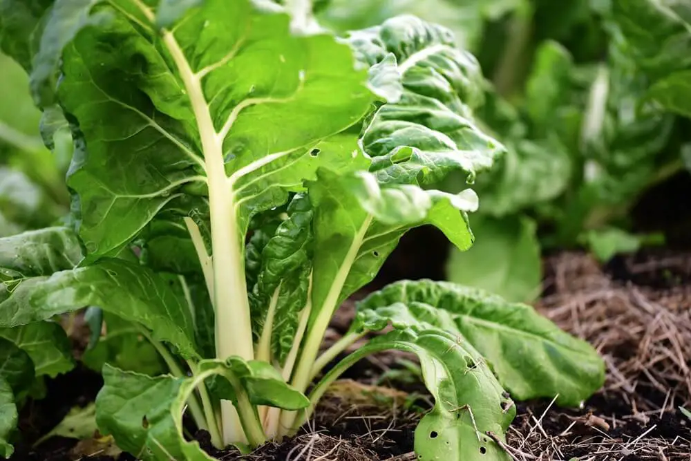 Swiss Chard Plant