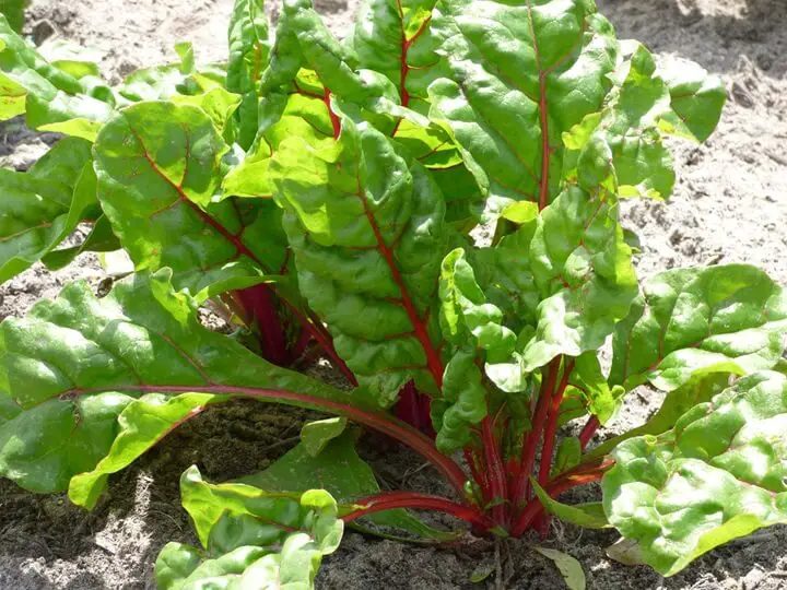 Swiss Chard Plant