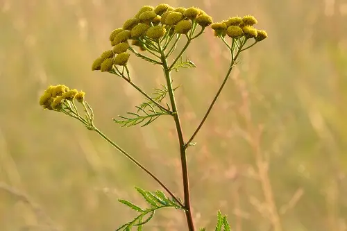 Tansy