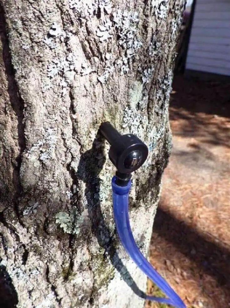 Tapping a Maple Tree