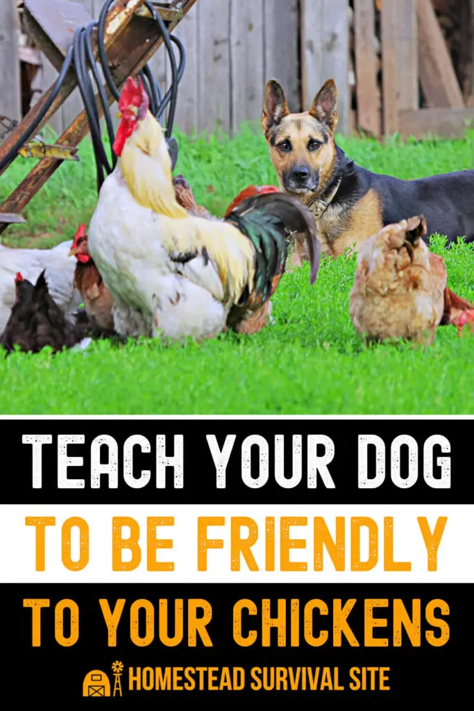 Teach Your Dog to Be Friendly to Your Chickens