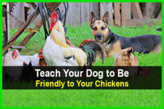 Teach Your Dog to Be Friendly to Your Chickens