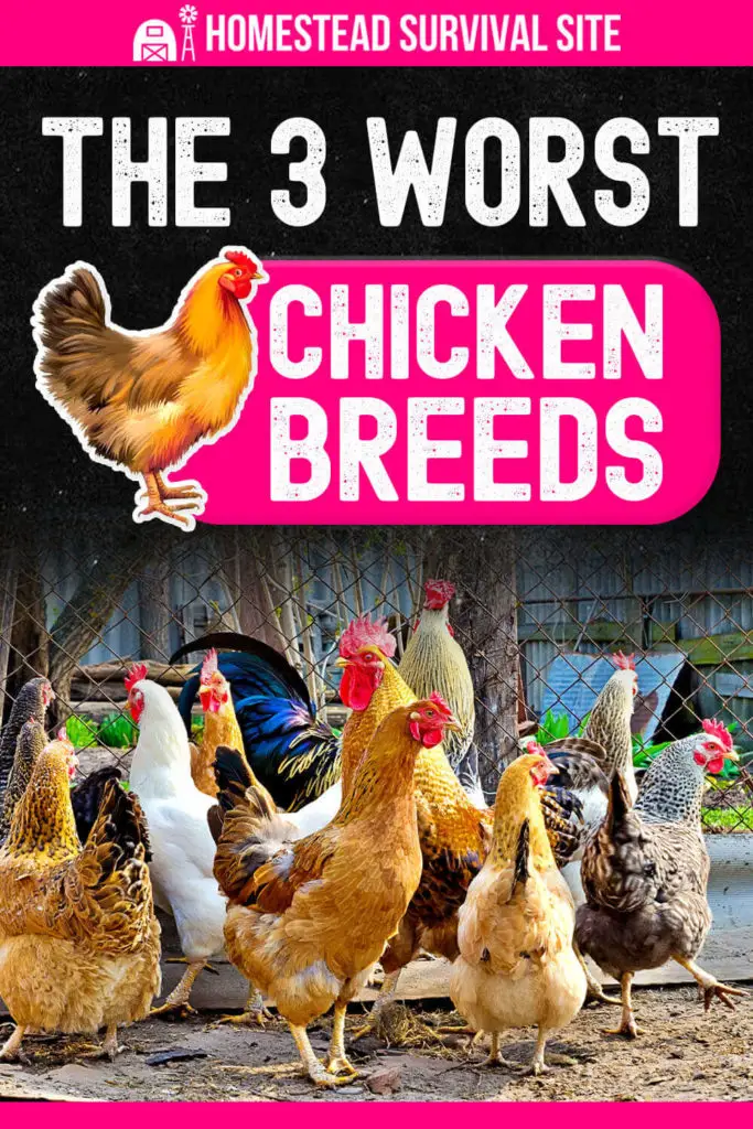 The 3 WORST Chicken Breeds