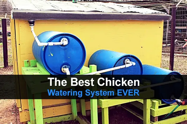 The Best Chicken Watering System EVER