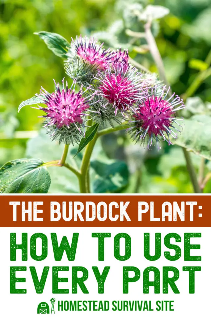 The Burdock Plant: How to Use Every Part