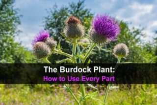 The Burdock Plant: How to Use Every Part