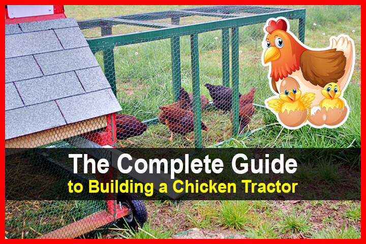 The Complete Guide to Building a Chicken Tractor