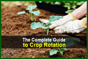 The Complete Guide to Crop Rotation