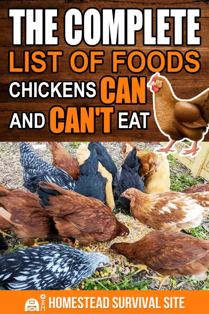 The Complete List of Foods Chickens CAN and CAN'T Eat