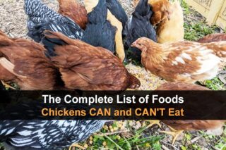 The Complete List of Foods Chickens CAN and CAN’T Eat