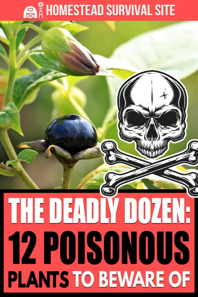 The Deadly Dozen: 12 Poisonous Plants To Beware Of