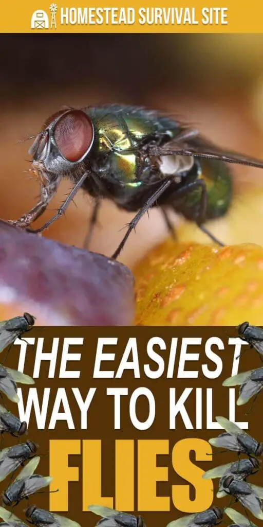 The Easiest Way To Kill Flies