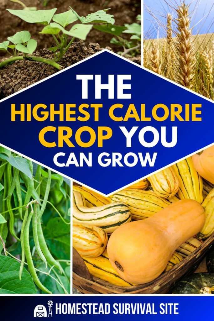 The Highest Calorie Crop You Can Grow