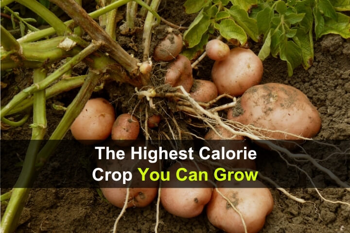 The Highest Calorie Crop You Can Grow