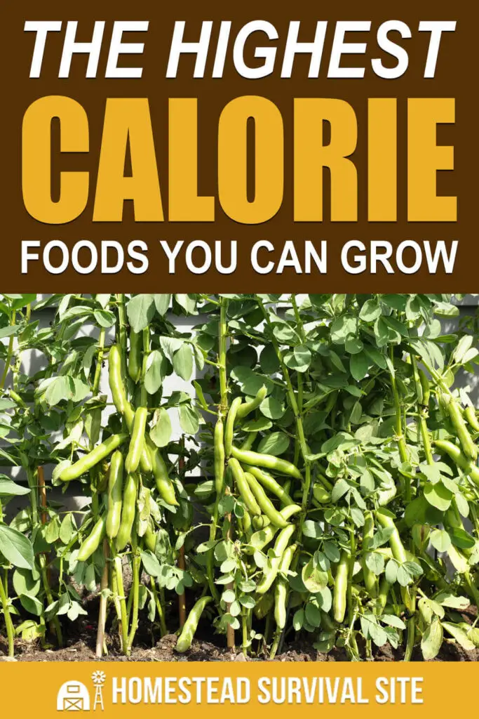 The Highest Calorie Foods You Can Grow